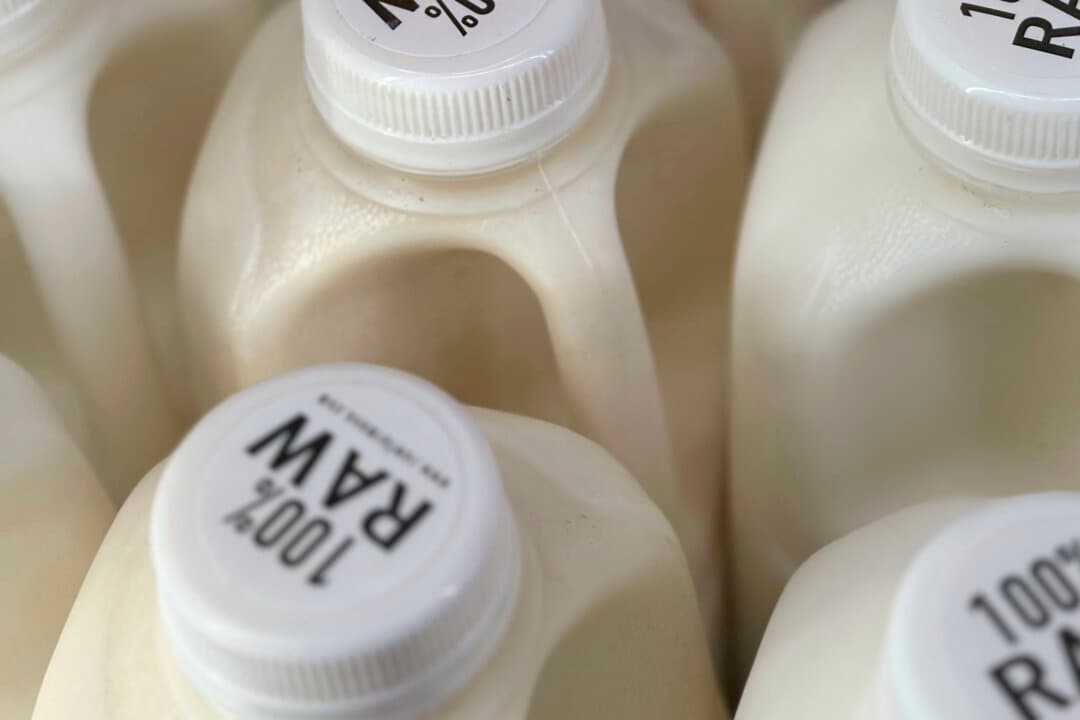 Reclaiming Our Ancestral Food Wisdom: Raw Milk's Lost Legacy